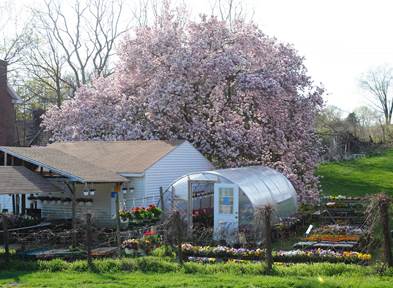 magnolia pansies